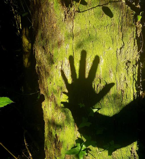 Rencontre avec un arbre vénérable, dans une forêt magique des Hautes-Pyrénées Rencontre avec un arbre vénérable, dans une forêt magique des Hautes-Pyrénées
