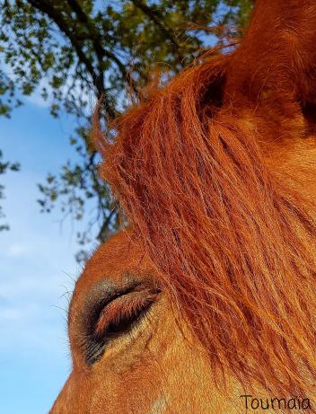 Soin énergétique pour les animaux : connection chamanique avec l'Esprit du cheval pour l'apaiser