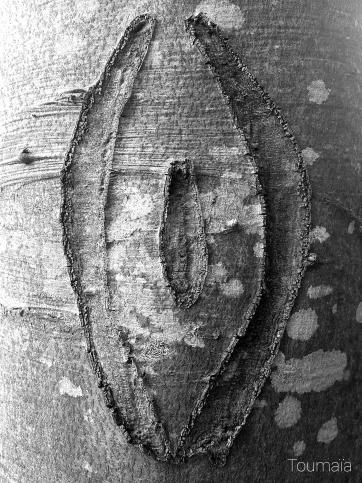 Symbole de la Source Matricielle découvert sur un arbre lors d'un voyage chamanique en Ariège Symbole de la Source Matricielle découvert sur un arbre lors d'un voyage chamanique en Ariège