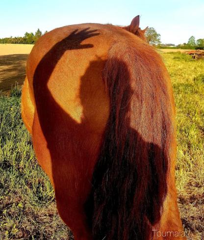 Communication avec l'Esprit du cheval, animal totem, lors d'un soin énergétique pour l'apaiser Communication avec l'Esprit du cheval, animal totem, lors d'un soin énergétique pour l'apaiser