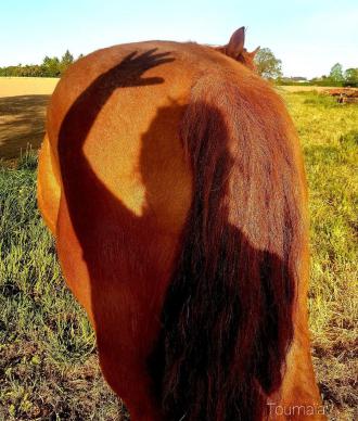 Communication avec l'Esprit du cheval, animal totem, lors d'un soin énergétique pour l'apaiser