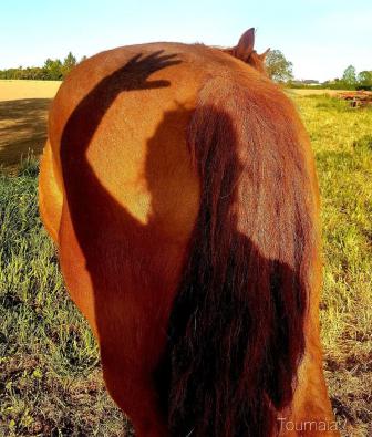 Communication avec l'Esprit du cheval, animal totem, lors d'un soin énergétique pour l'apaiser