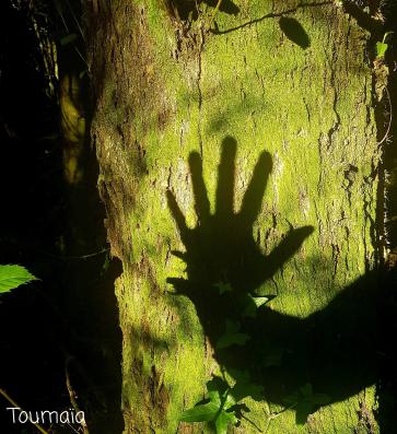 Connexion chamanique avec un arbre Sacré dans Hautes-Pyrénées : la main qui ouvre, la main qui relie