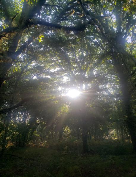 Nature Sacrée au coeur de la forêt des Landes  lors d'un stage de chamanisme