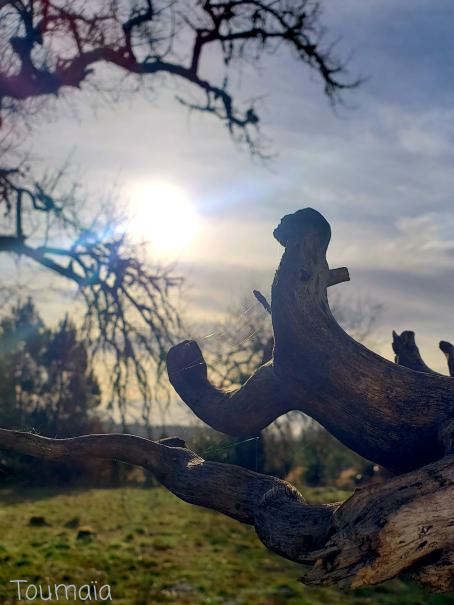 Rituel chamanique pour Yule, le solstice d'hiver, dans la forêt des Landes Rituel chamanique pour Yule, le solstice d'hiver, dans la forêt des Landes