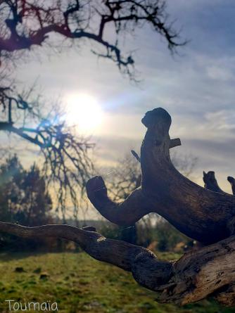 Rituel chamanique pour Yule, le solstice d'hiver, dans la forêt des Landes